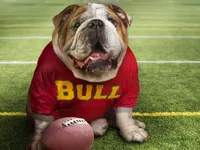https://games.nageshthakur.com/game/funny-doggy-puzzle