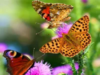 https://games.nageshthakur.com/game/butterfly-slide