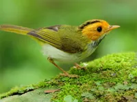 https://games.nageshthakur.com/game/birds-slide